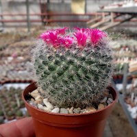 Mammillaria hahniana