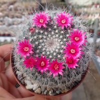 Mammillaria hahniana