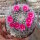 Mammillaria hahniana
