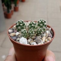 Mammillaria saboae ssp. haudeana