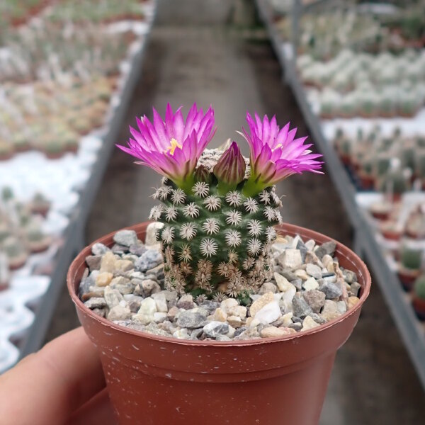 Mammillaria hernandezii