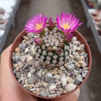 Mammillaria hernandezii