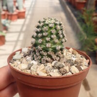Mammillaria hernandezii