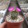 Mammillaria hernandezii
