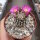 Mammillaria hernandezii