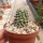 Mammillaria hernandezii