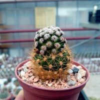 Mammillaria hernandezii  Mixteca Alta, Oaxaca, Mx gepfr.