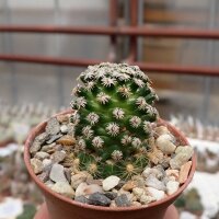 Mammillaria hernandezii  Mixteca Alta, Oaxaca, Mx gepfr.