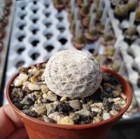Mammillaria herrerae
