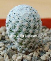 Mammillaria herrerae