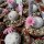 Mammillaria herrerae