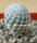 Mammillaria herrerae