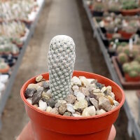 Mammillaria herrerae v. albiflora