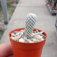 Mammillaria herrerae v. albiflora