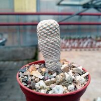 Mammillaria herrerae v. albiflora