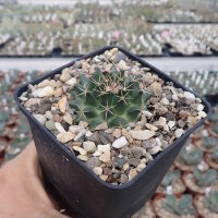 Mammillaria heyderi ssp. meiacantha High Rolls,...