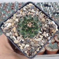 Mammillaria heyderi ssp. meiacantha High Rolls,...