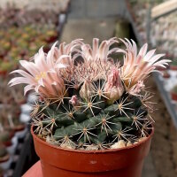 Mammillaria heyderi v. applanata