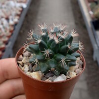 Mammillaria heyderi v. applanata