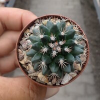 Mammillaria heyderi v. applanata
