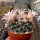 Mammillaria heyderi v. applanata
