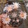 Mammillaria heyderi v. applanata