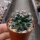Mammillaria heyderi v. applanata