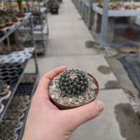Mammillaria heyderi v. hemisphaerica SB 859
