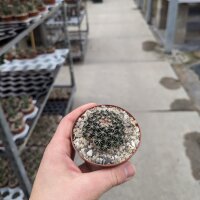Mammillaria heyderi v. hemisphaerica SB 859