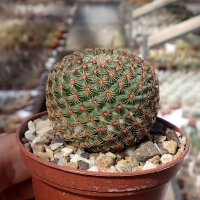 Mammillaria huitzilopochtli