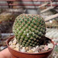 Mammillaria huitzilopochtli