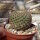 Mammillaria huitzilopochtli