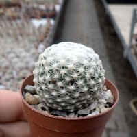 Mammillaria humboldtii