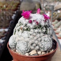 Mammillaria humboldtii