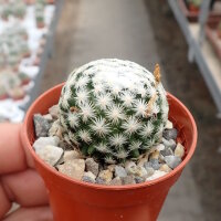 Mammillaria humboldtii