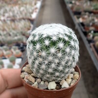 Mammillaria humboldtii
