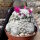 Mammillaria humboldtii