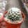 Mammillaria humboldtii