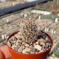 Mammillaria hutchisoniana SB 1250