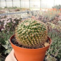 Mammillaria karwinskiana
