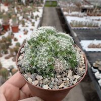 Mammillaria kraehenbuehlii