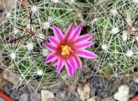 Mammillaria kraehenbuehlii