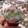 Mammillaria kraehenbuehlii