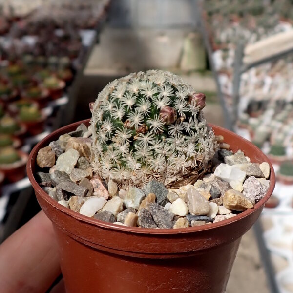Mammillaria lasiacantha