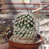 Mammillaria lasiacantha