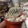 Mammillaria lasiacantha