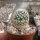 Mammillaria lasiacantha