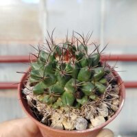Mammillaria lewisiana Baja California, Mx