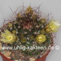 Mammillaria lewisiana Baja California, Mx
