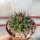 Mammillaria lewisiana Baja California, Mx